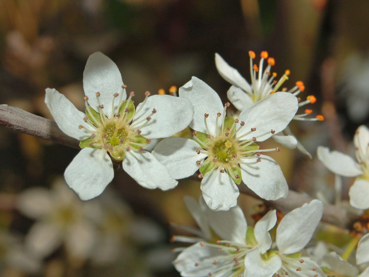 Un arbusto dai fiori bianchi Prunus spinosa